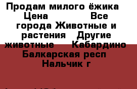 Продам милого ёжика › Цена ­ 10 000 - Все города Животные и растения » Другие животные   . Кабардино-Балкарская респ.,Нальчик г.